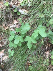 Laserpitium gaudinii