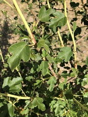 Fremontodendron californicum
