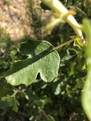 Fremontodendron californicum