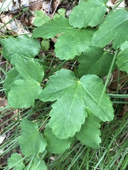 Laserpitium gaudinii