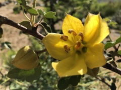 Fremontodendron californicum