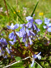 Polygala calcarea