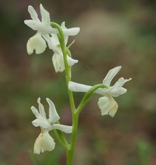 Orchis provincialis