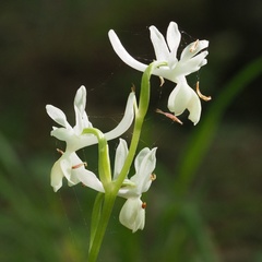 Orchis provincialis