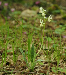 Orchis provincialis