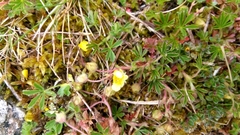 Potentilla verna