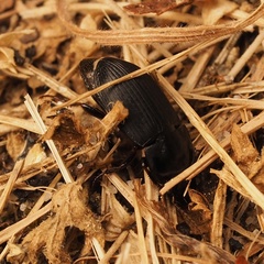 Harpalus tardus