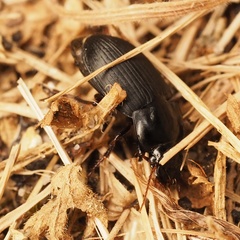 Harpalus tardus