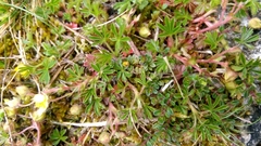 Potentilla verna