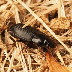Harpalus tardus
