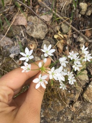 Allium subhirsutum