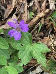 Geranium nodosum