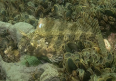Feather Blenny photo 4
