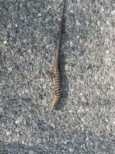 iNaturalist observation photo of Southern Alligator Lizard