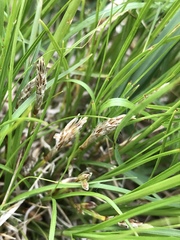 Carex humilis
