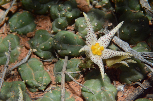 Piaranthus decorus subsp. cornutus