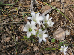 Gagea graeca