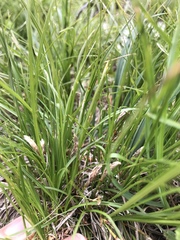 Carex humilis