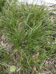 Carex humilis