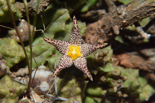 Piaranthus decorus subsp. cornutus 3