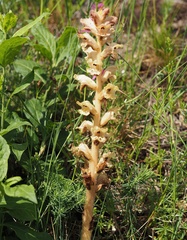 Orobanche caryophyllacea