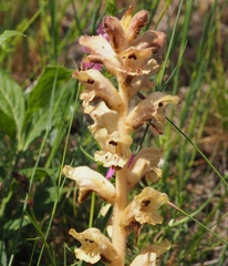 Orobanche caryophyllacea
