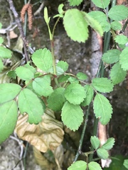 Rosa arvensis