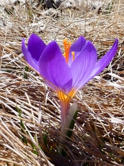 Crocus