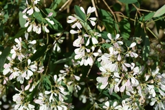 Euphorbia leucocephala