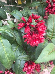 Cestrum fasciculatum