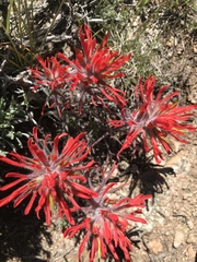 Castilleja chromosa
