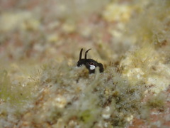 Zebraface Blenny photo 2