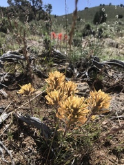 Castilleja chromosa