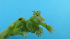 Discyphus scopulariae