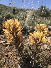 Castilleja chromosa