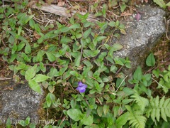 Torenia asiatica
