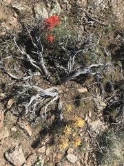 Castilleja chromosa