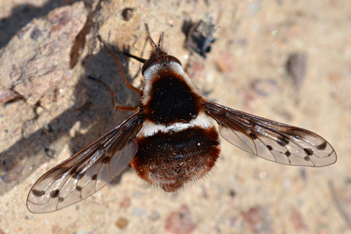 Pygmy Bee Fly photo 3