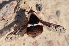 Bombylius pygmaeus