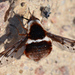 Bombylius pygmaeus - Photo (c) Jimmy Dee, algunos derechos reservados (CC BY-SA), uploaded by Jimmy Dee