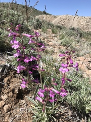 Penstemon confusus
