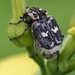 Bug Flower Chafer - Photo (c) Steffen, some rights reserved (CC BY-NC), uploaded by Steffen