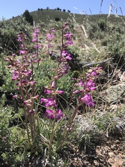 Penstemon confusus