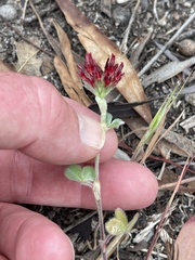 Trifolium incarnatum