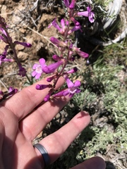 Penstemon confusus