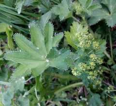 Alchemilla subcrenata