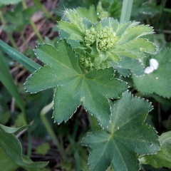 Alchemilla subcrenata