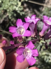 Penstemon confusus