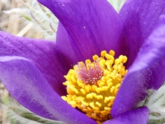 Pulsatilla halleri