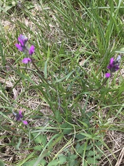 Polygala pedemontana